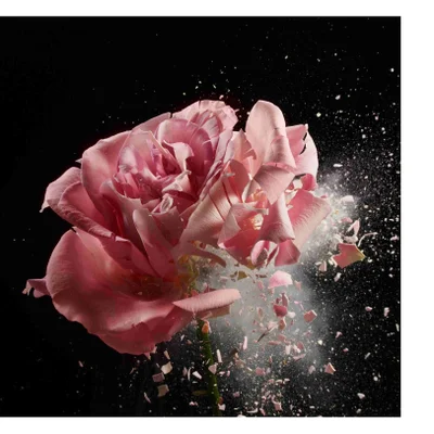 A pink rose is disintegrating with petals and particles flying outwards against a black background.